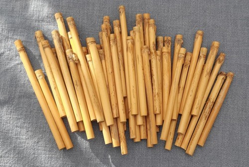 Arundo donax tenor - arundo,